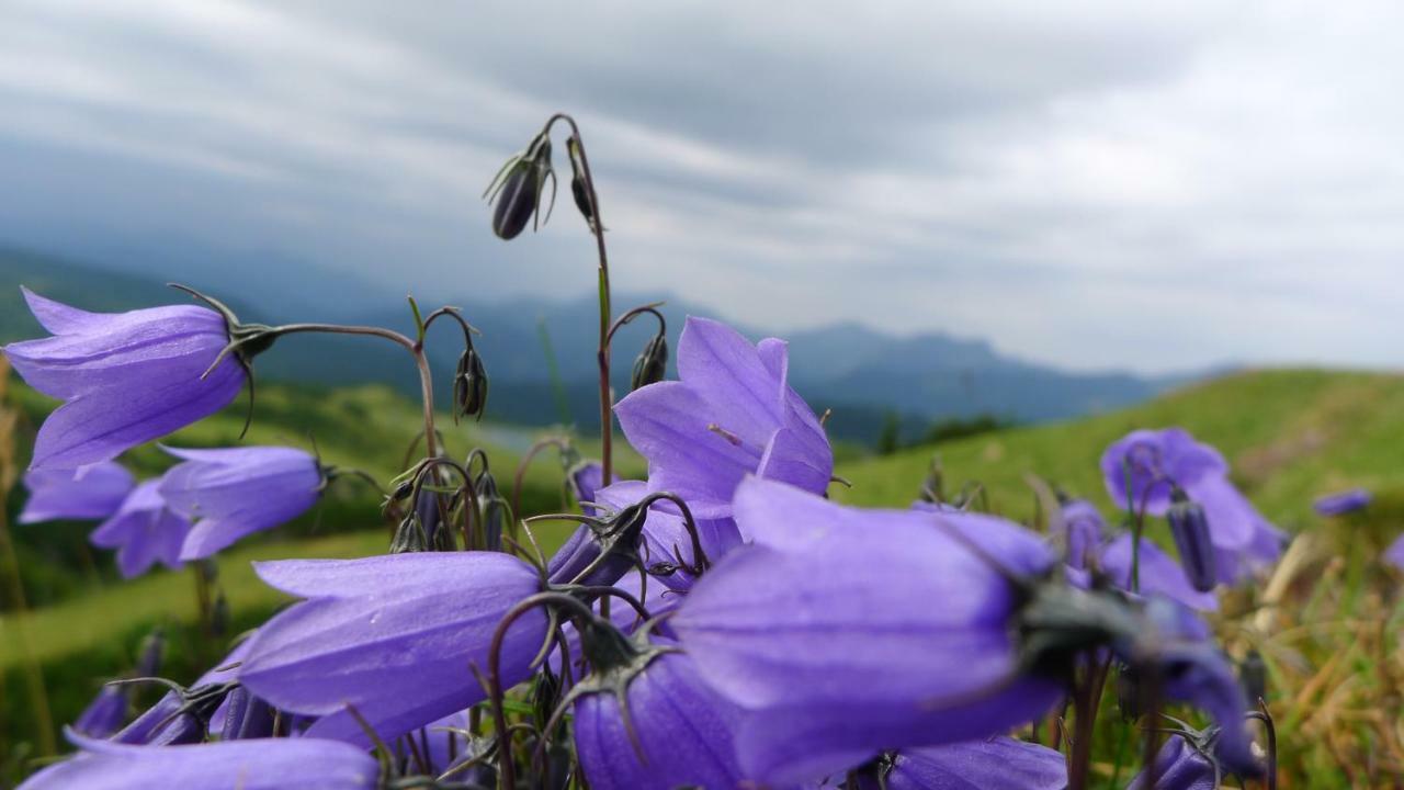 압티나우 Alpenhaus Dachstein.Zauber 아파트 외부 사진